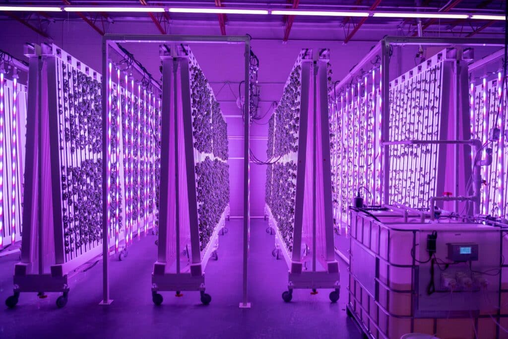 ZipFarm with purple lights on