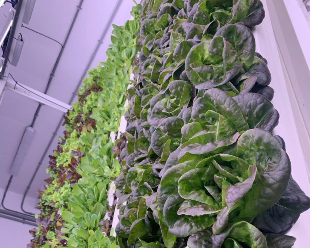picture of lettuce growing in a Zipfarm
