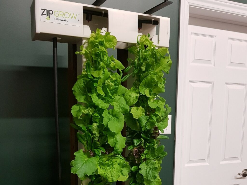 lettuce growing on 2 tower farmWall
