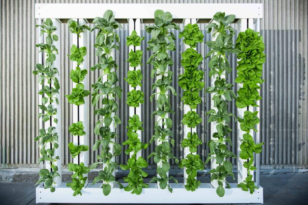 Bright Agrotech Green Wall