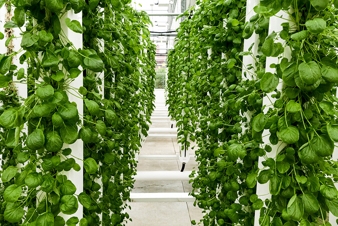 7 Facts That Will Make You Rethink the "Sterility" of Hydroponics | ZipGrow  Inc.