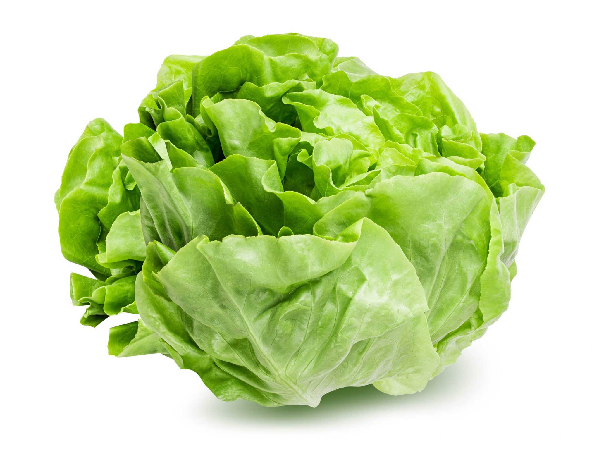 A Focus on Lettuce | ZipGrow Inc.