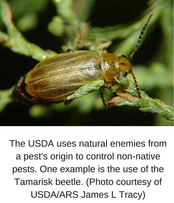 The_USDA_uses_natural_enemies_from_a_pests_origin_to_control_non-native_pests._One_example_is_the_use_of_the_Tamarisk_beetle._Photo_courtesy_of_USDA-ARS_James_L_Tracy_1.jpg