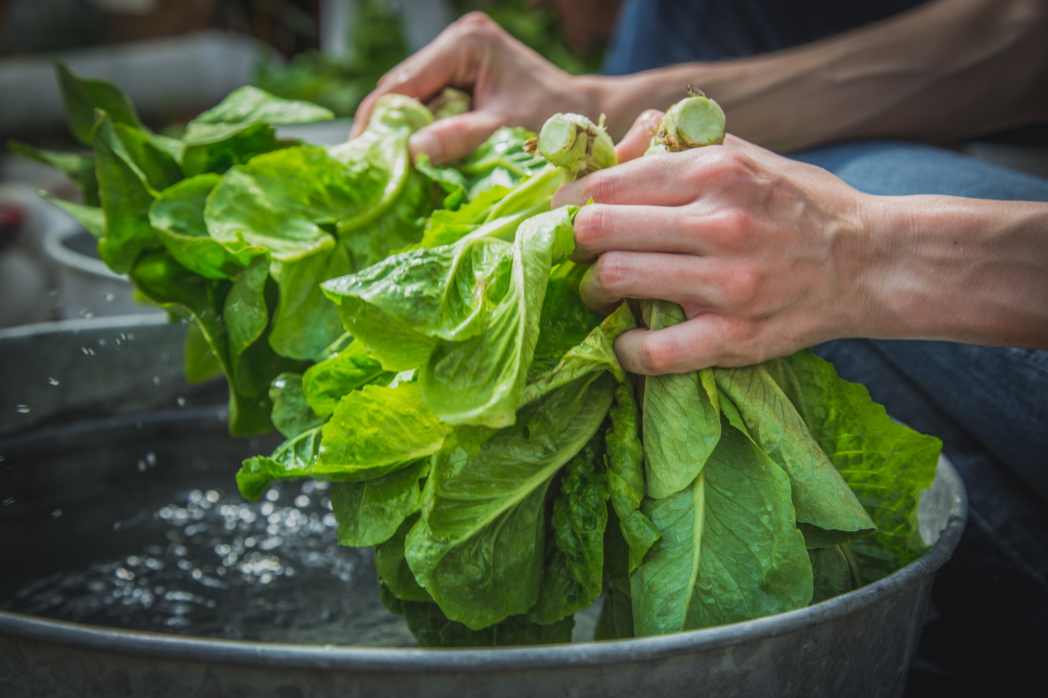 Washing_lettuce_up_close.jpg