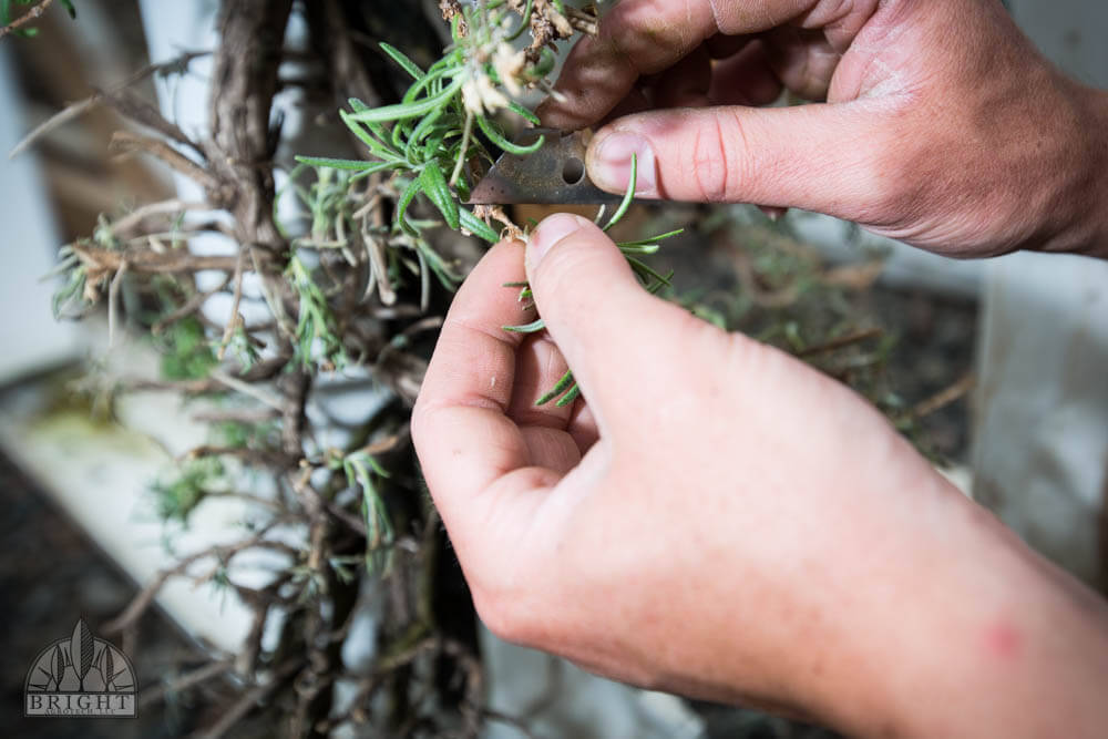 cutting from plant