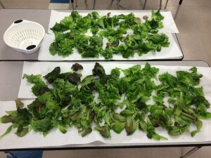 Lettuce harvested from the ZipGrow towers in the hydroponics hallway