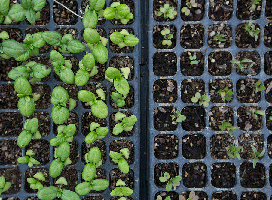 healthy seedlings vs unhealthy seedlings