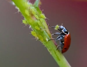 ladybug-+-aphids-300x231