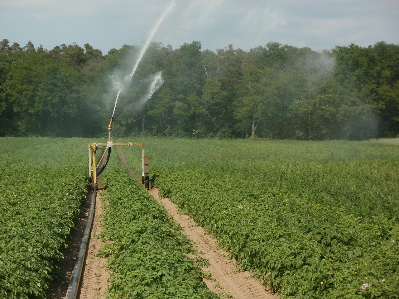 potato-irrigation.jpg
