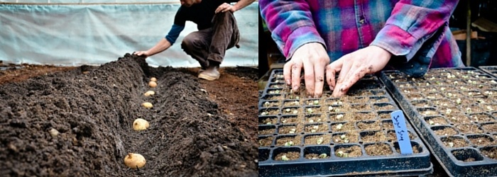 seattleurbanfarm-barnraiser-planting-singlepostuse.jpg