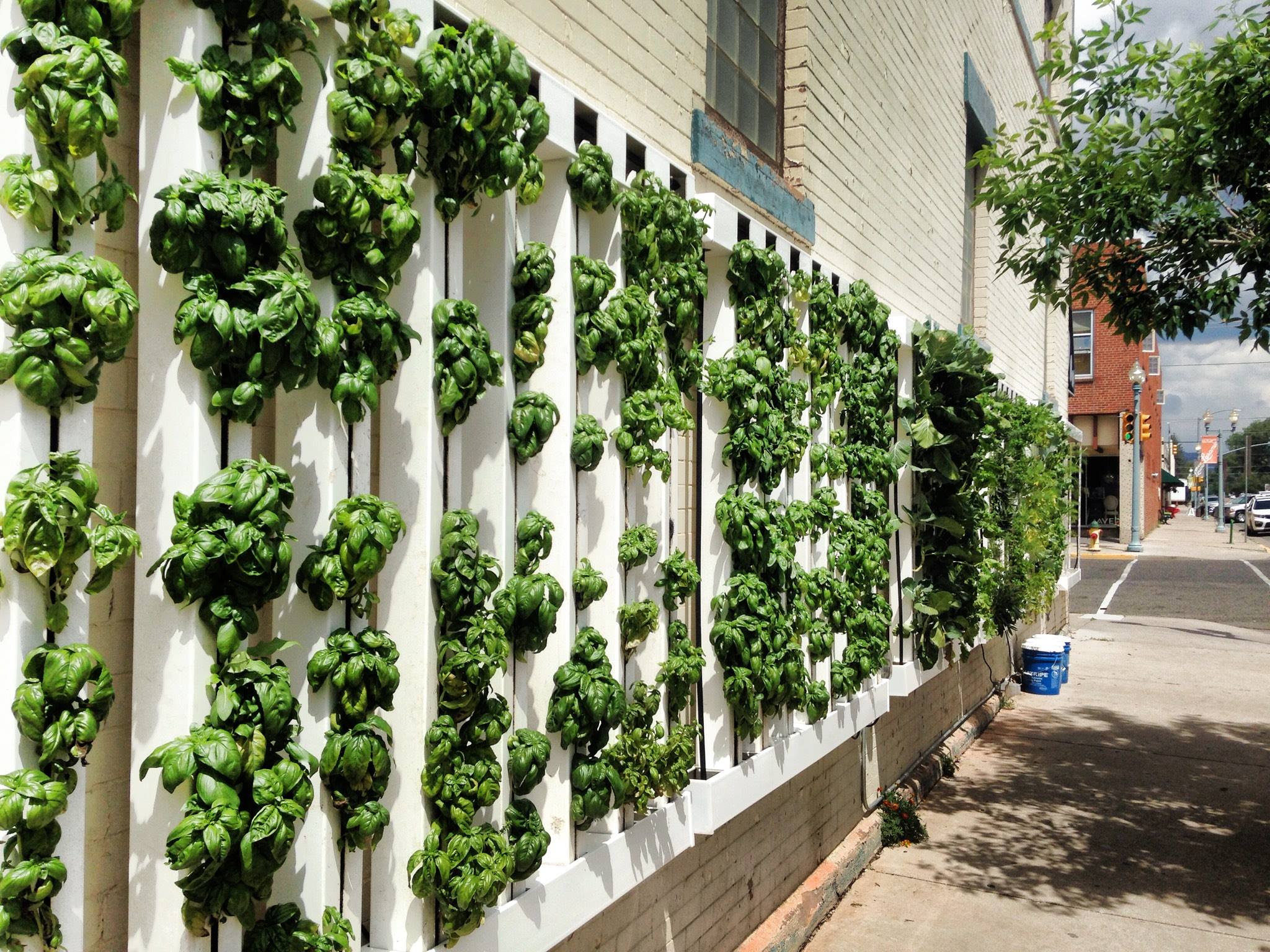 What is a Living Green Wall