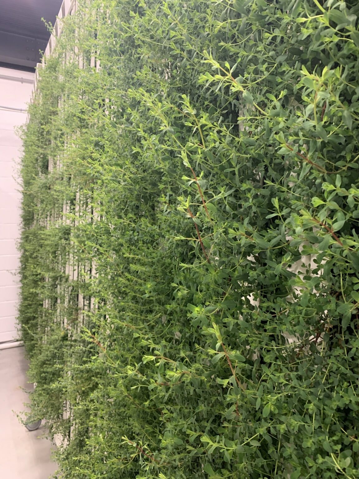 plants on racks