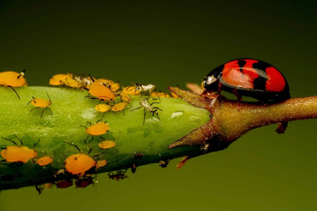 lady bugs in a stem
