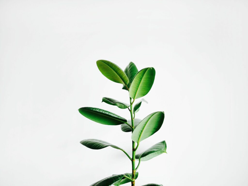 plant in a white background