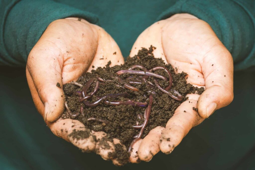 picture of worms in dirt