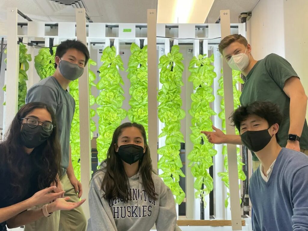 lettuce growing in educational rack