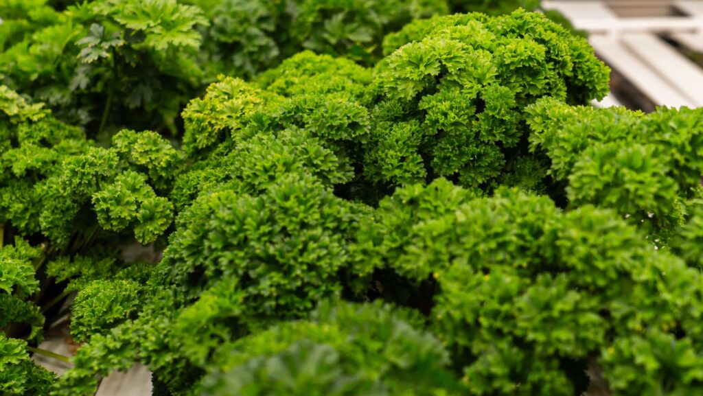 freshly grown parsley