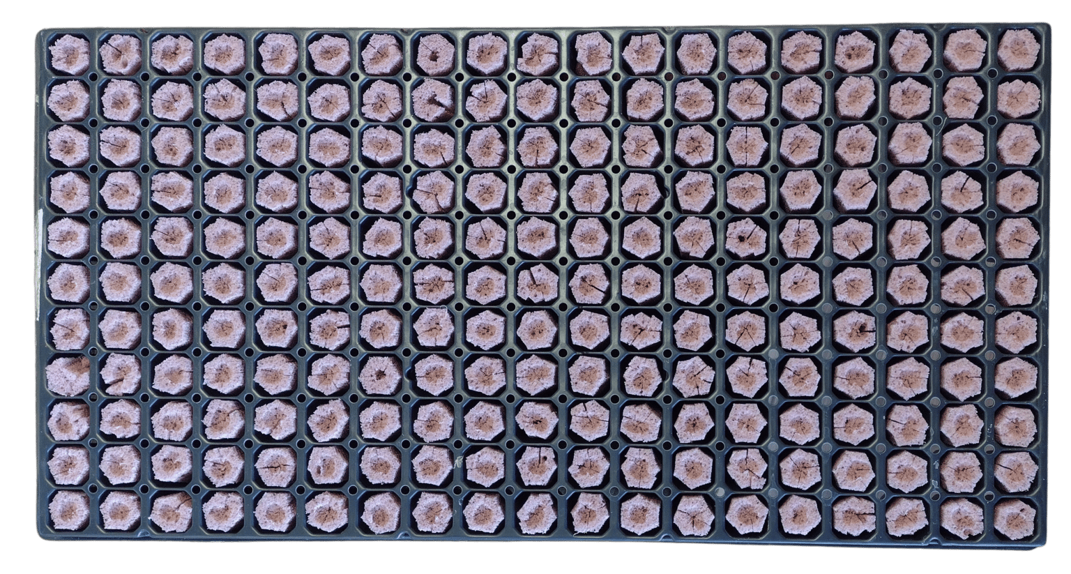 seedling tray with growfoam transparent background
