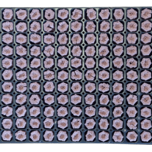 seedling tray with growfoam transparent background
