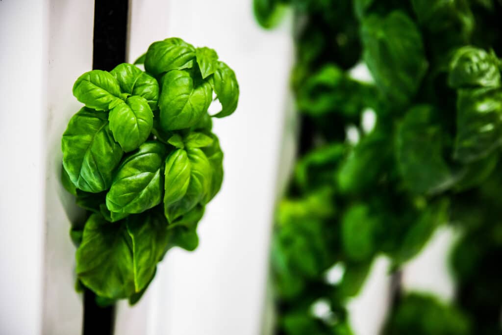 basil plant growing in a tower