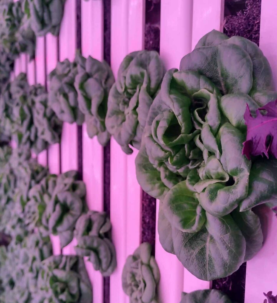 ZipFarm with lettuce growing