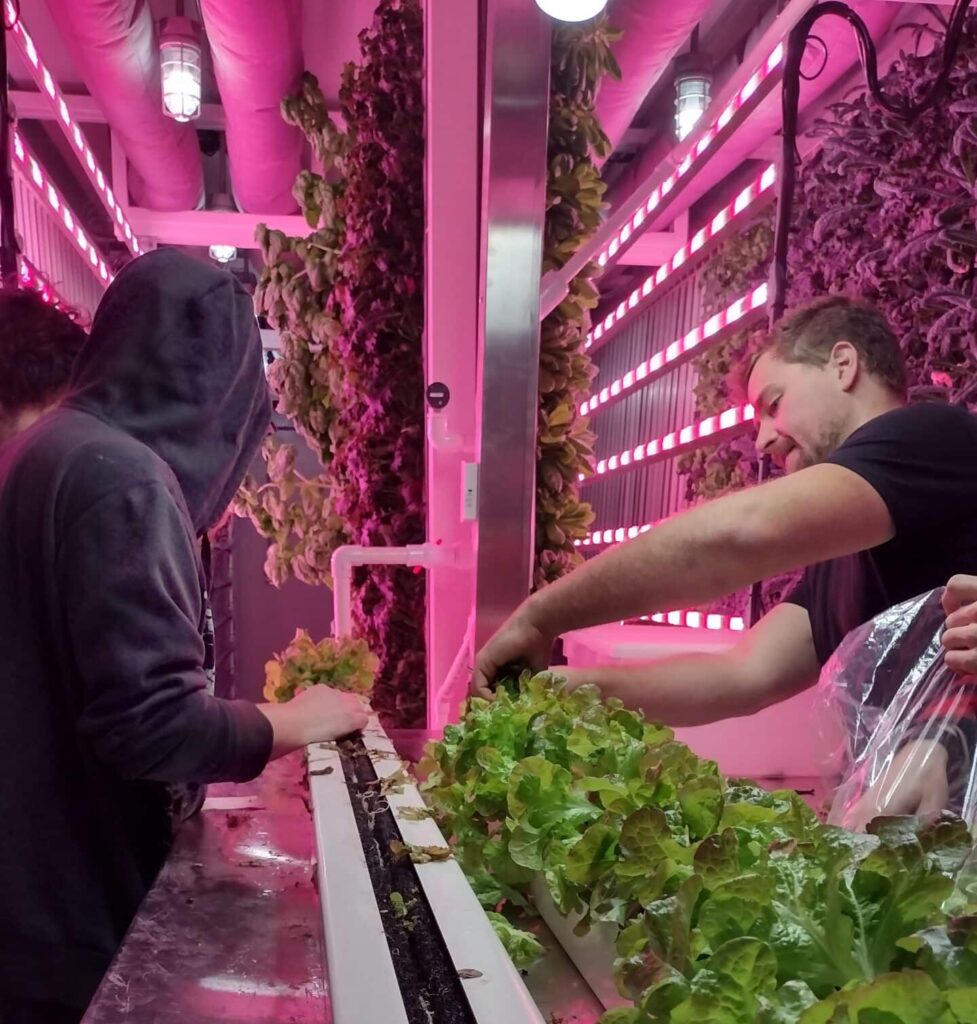 Two men in a ZipPod harvesting lettuce