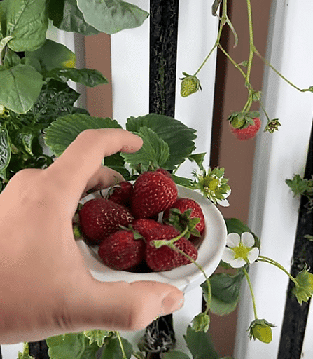 strawberries in a bowl grown on a tower