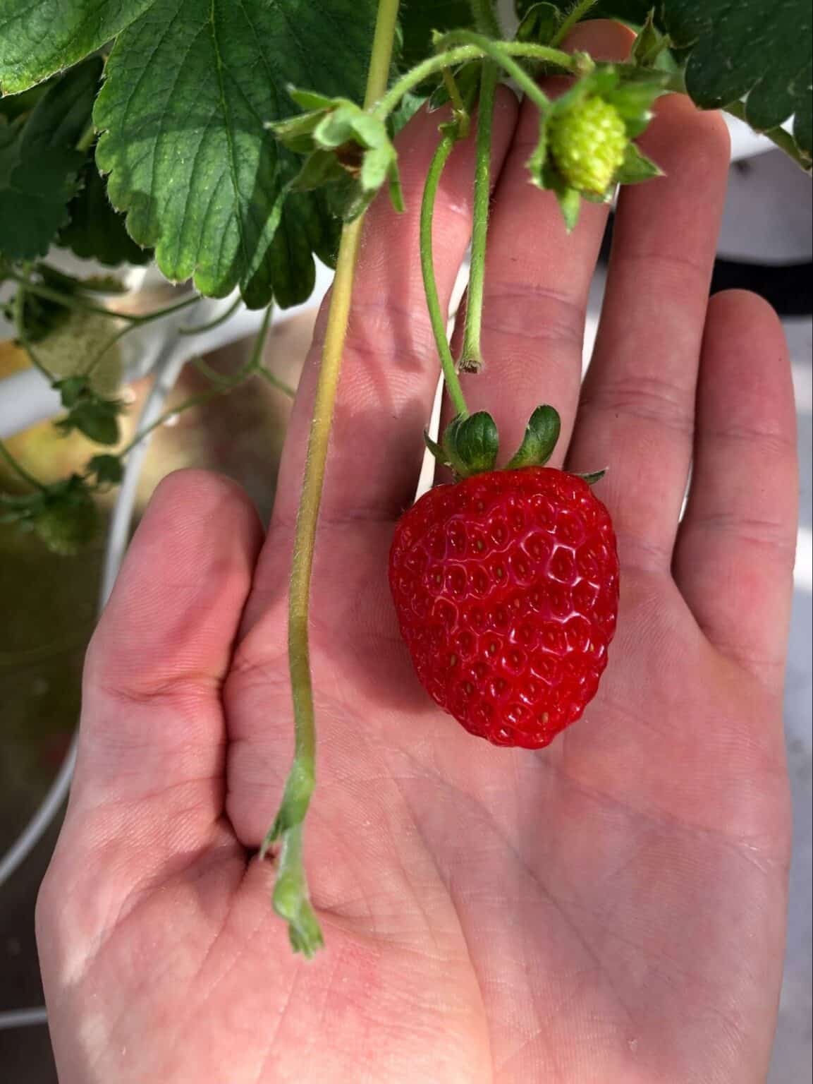 Strawberries Reproduction And Runners Zipgrow Inc