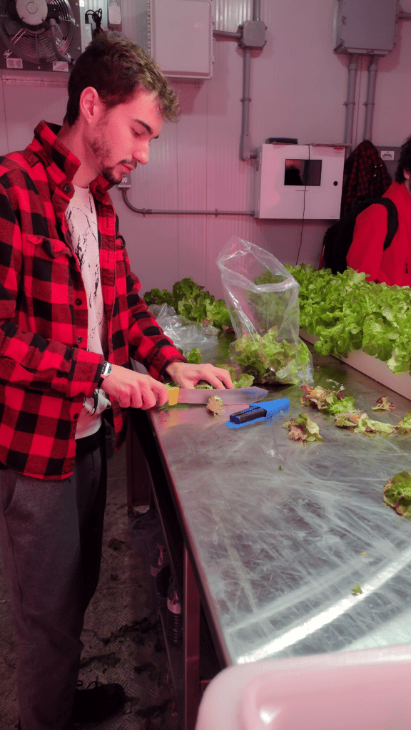 devin harvesting lettuce