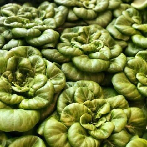 close up of lettuce