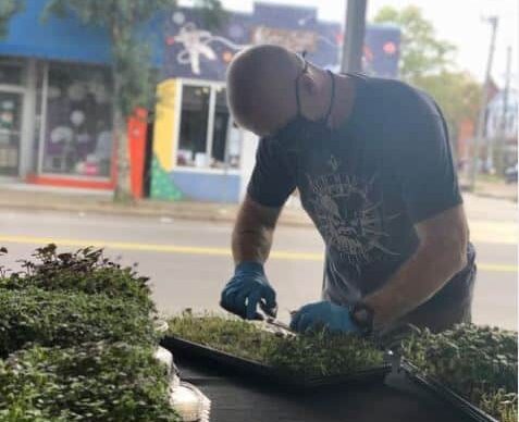 man cutting microgreens