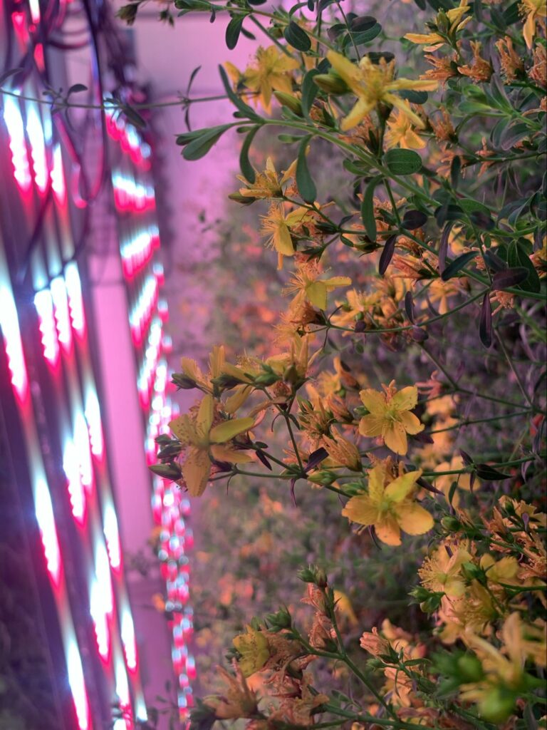 yellow flowers in a Zipfarm