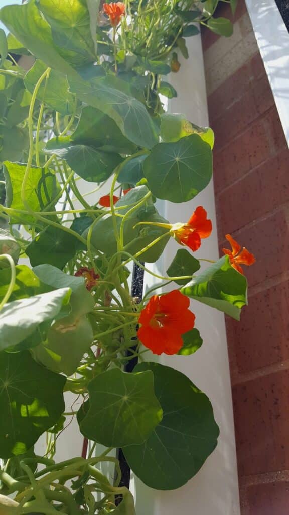 orange flowers on a farmwall