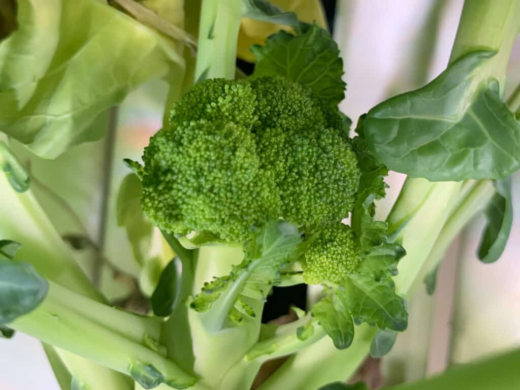 baby broccoli