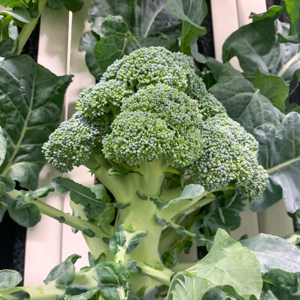 more broccoli