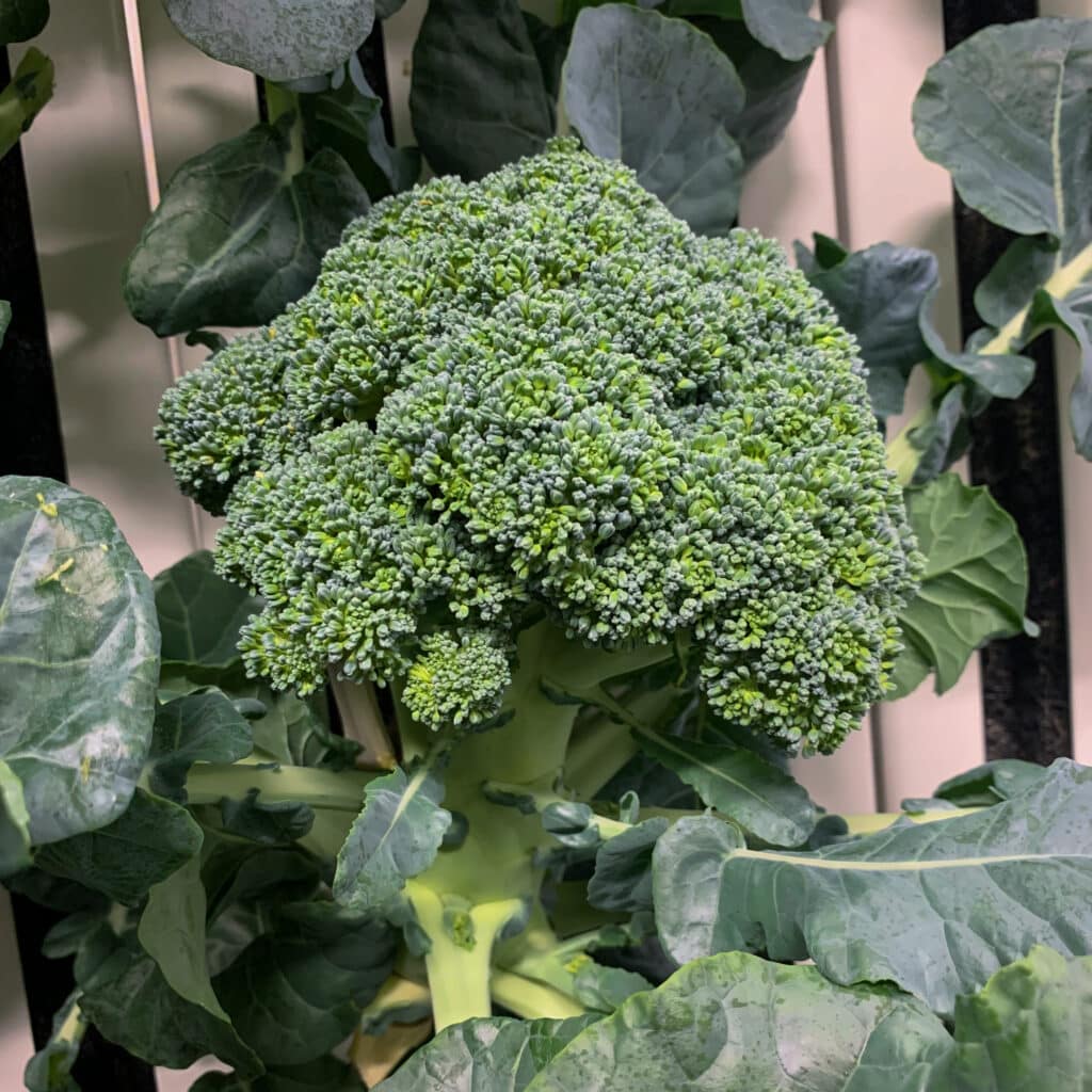 broccoli grown in a tower
