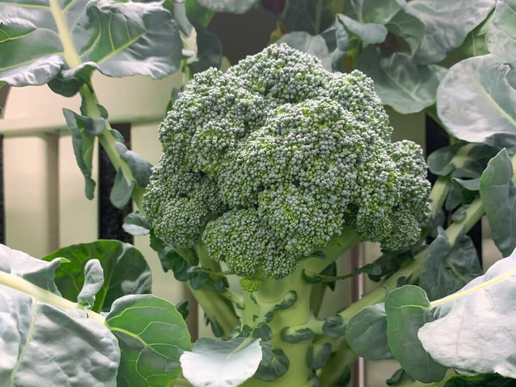 head of broccoli
