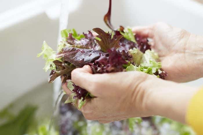 hands holding freshly washed lettuce