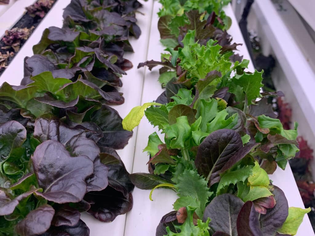 mixed greens growing in a tower