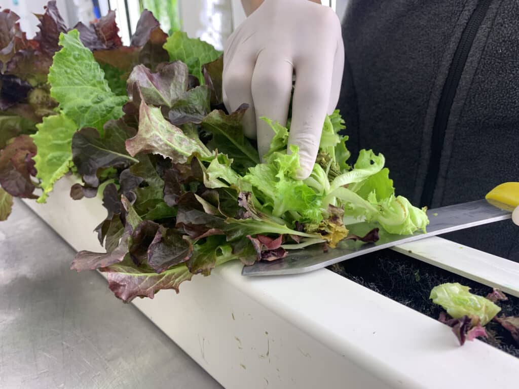 cutting lettuce off a tower