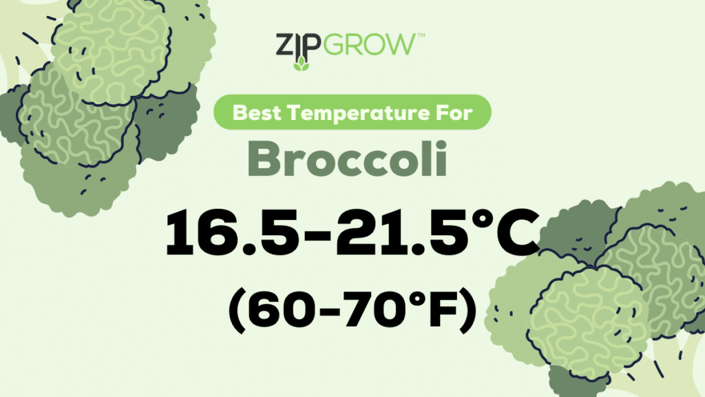 best temperature for broccoli