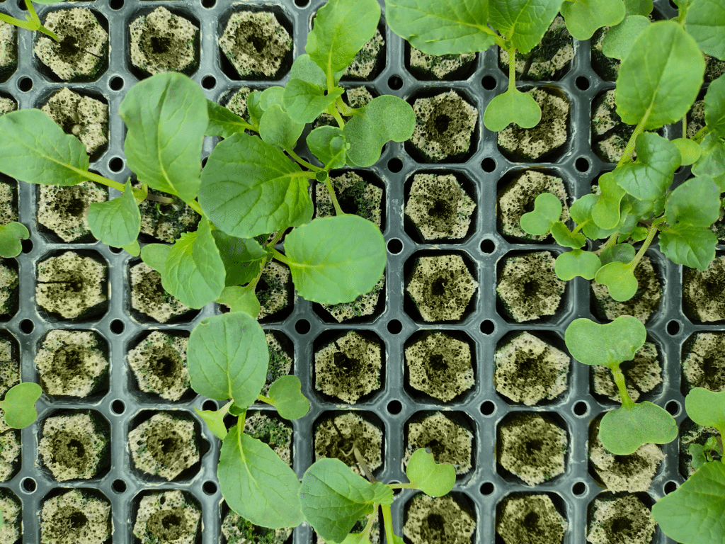 broccoli seedlings in a tray