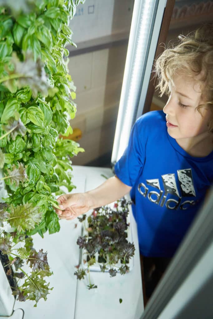young boy harvesting basil leaves