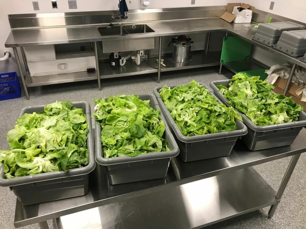 4 big bins of lettuce