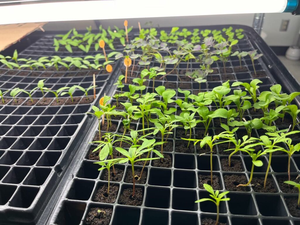 image of seedlings in a seedling tray