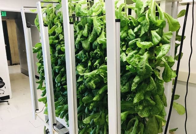 lettuce ready for harvest on a educational rack
