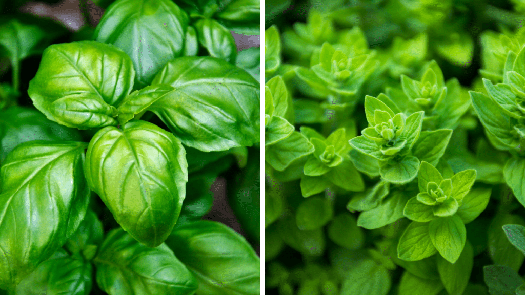 two pictures of basil for blog post