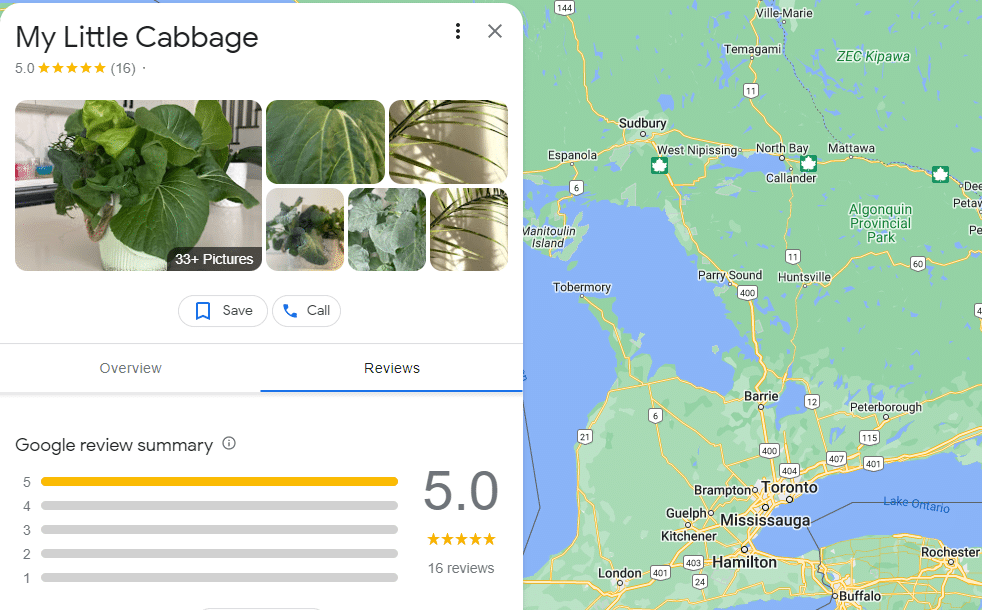 My little cabbage on google maps