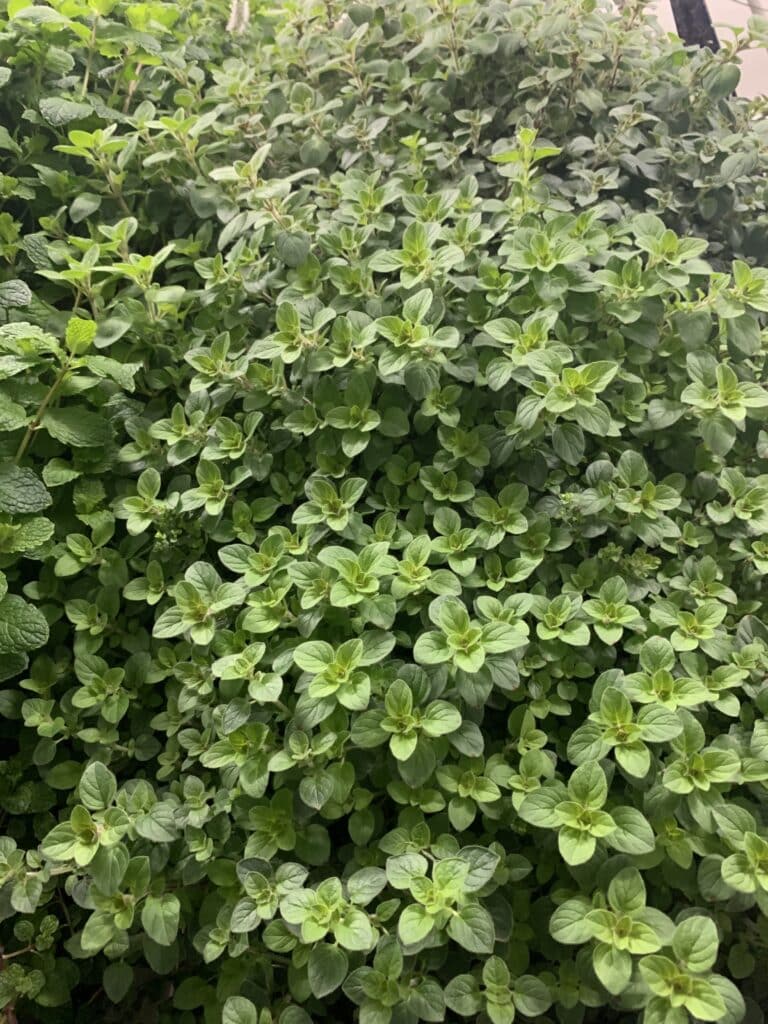 oregano leaf
