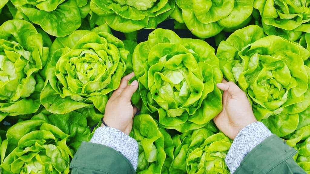 hands pulling out a head of lettuce